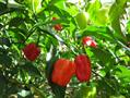 capsicum annum